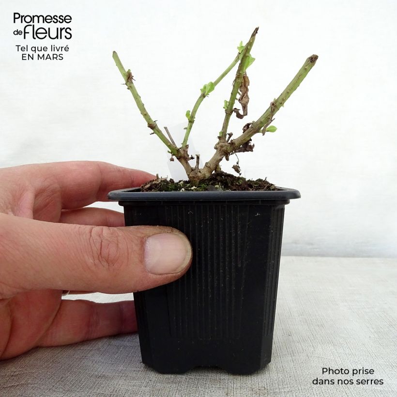 Penstemon hybrida Gloire de Quatre Rue - Beardtongue sample as delivered in spring