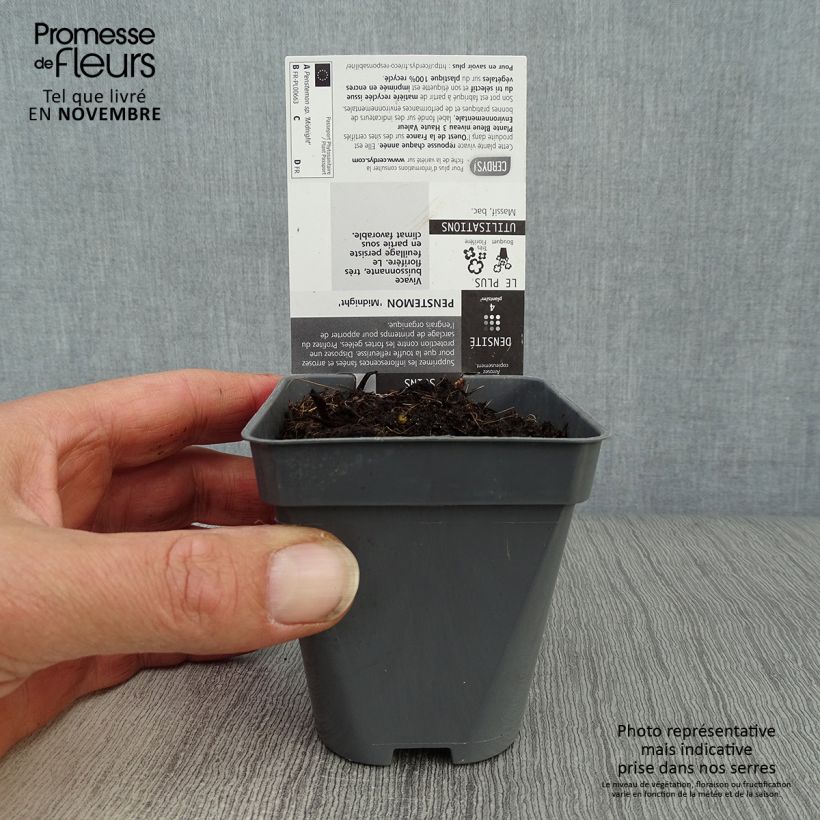 Penstemon hybride Midnight - Galane Godet de 9cm sample as delivered in autumn