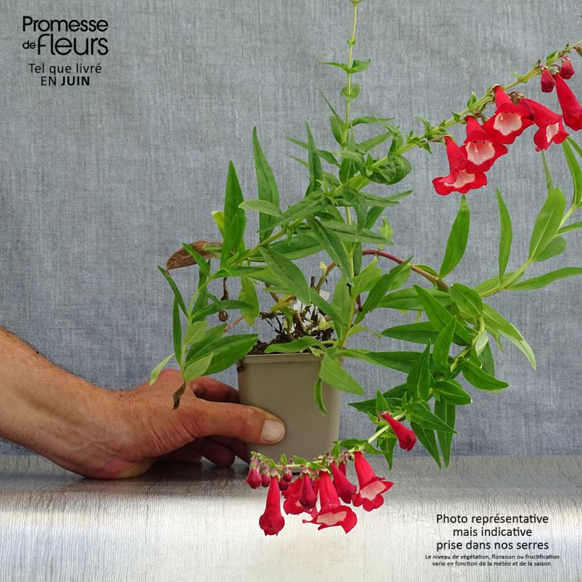Penstemon Rubicundus - Beardtongue 8/9 cm pot sample as delivered in summer
