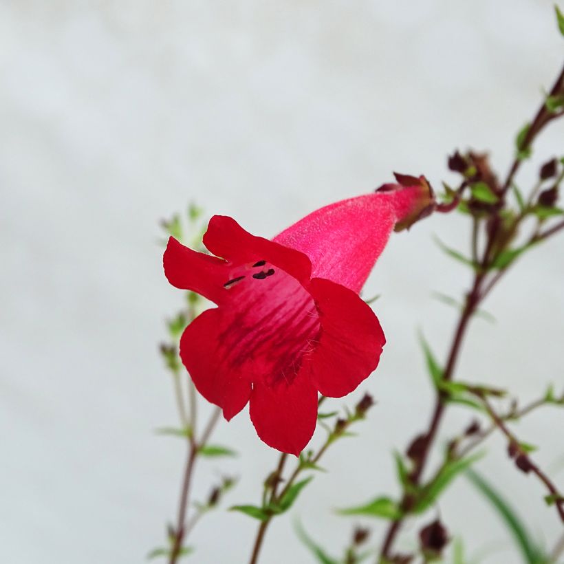 Penstemon Schoenholzeri - Beardtongue (Flowering)