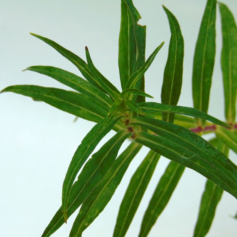 Penstemon Sour Grapes - Beardtongue (Foliage)