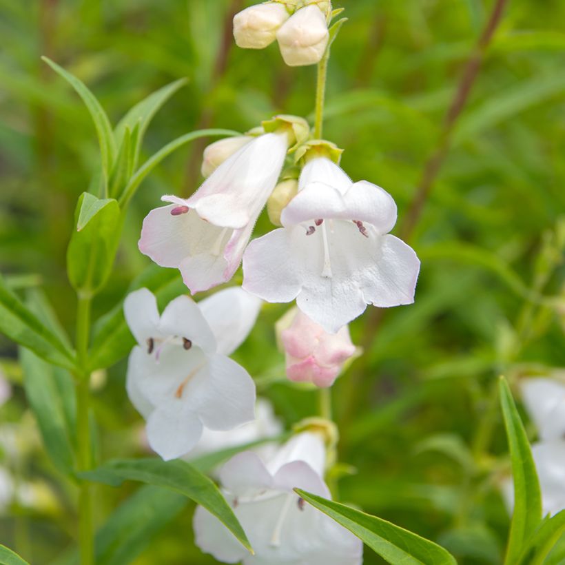 Penstemon White Bedder - Beardtongue (Flowering)