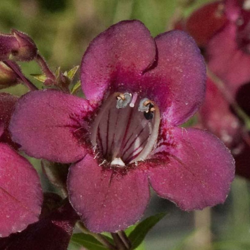 Penstemon Blackbird - Beardtongue (Flowering)