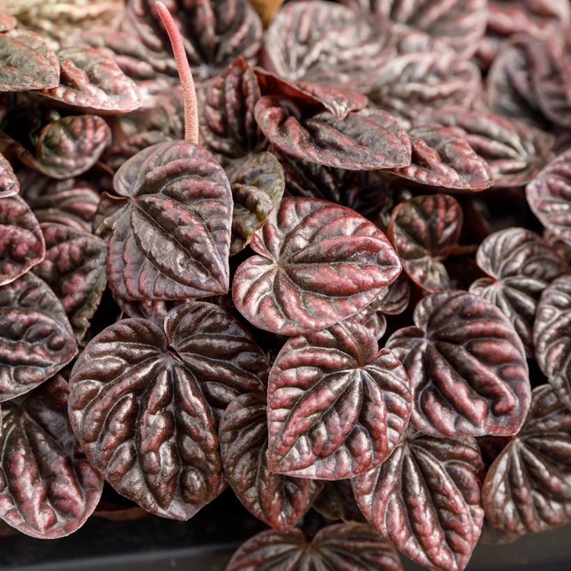 Peperomia caperata Luna - Radiator plant (Foliage)