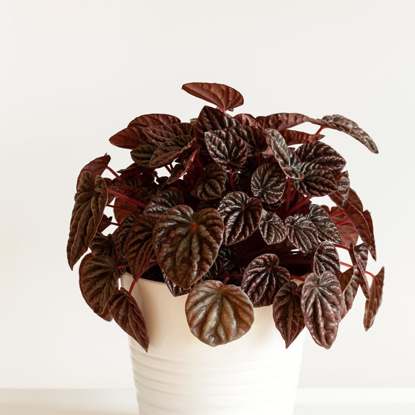 Peperomia caperata Luna - Radiator plant (Plant habit)
