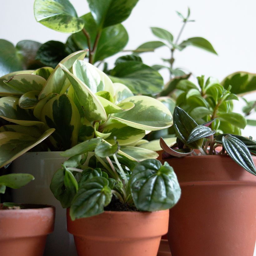 Peperomia obtusifolia Obtipan Bicolor - Baby rubber plant (Plant habit)