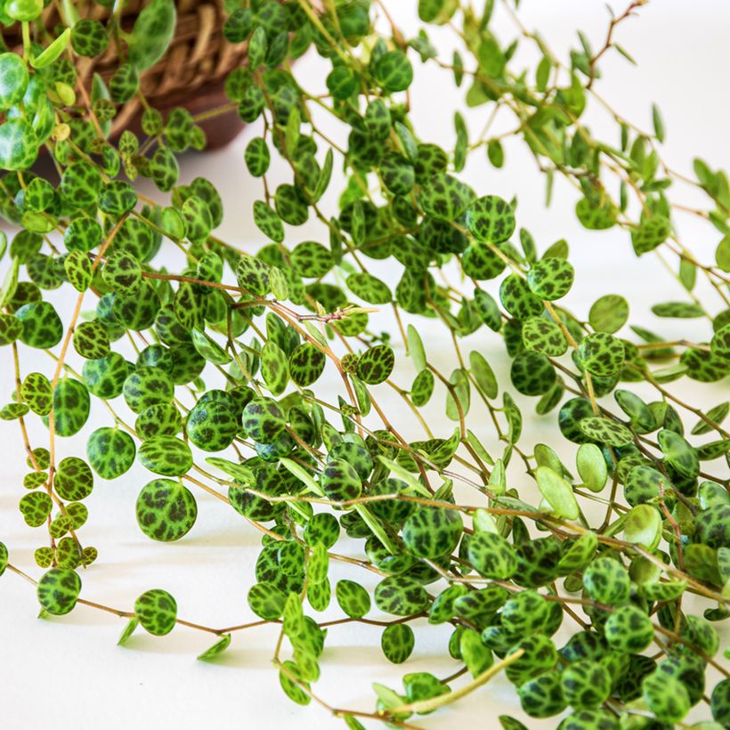 Peperomia prostrata - String of turtles (Foliage)
