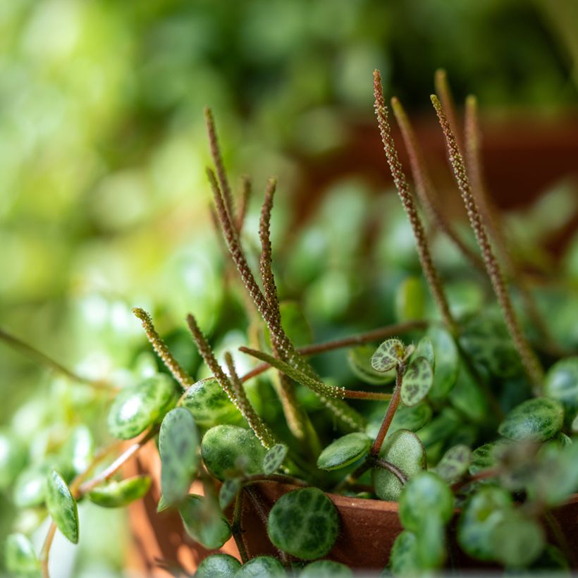Peperomia prostrata - String of turtles (Flowering)
