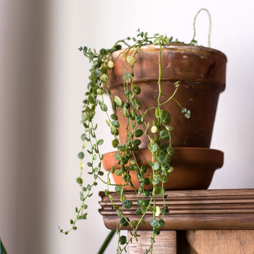 Peperomia prostrata - String of turtles (Plant habit)