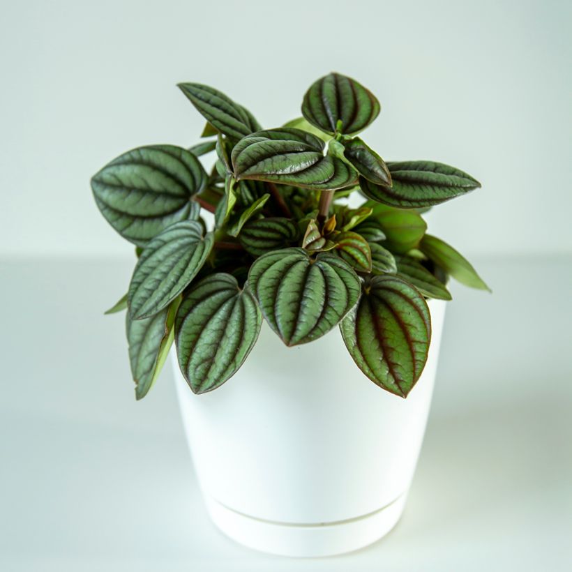 Peperomia albovittata Piccolo Banda (Plant habit)