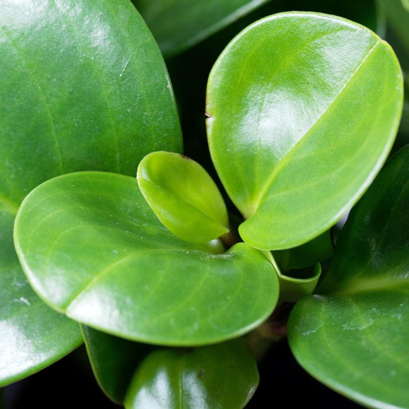 Peperomia obtusifolia Green - Baby rubber plant (Foliage)