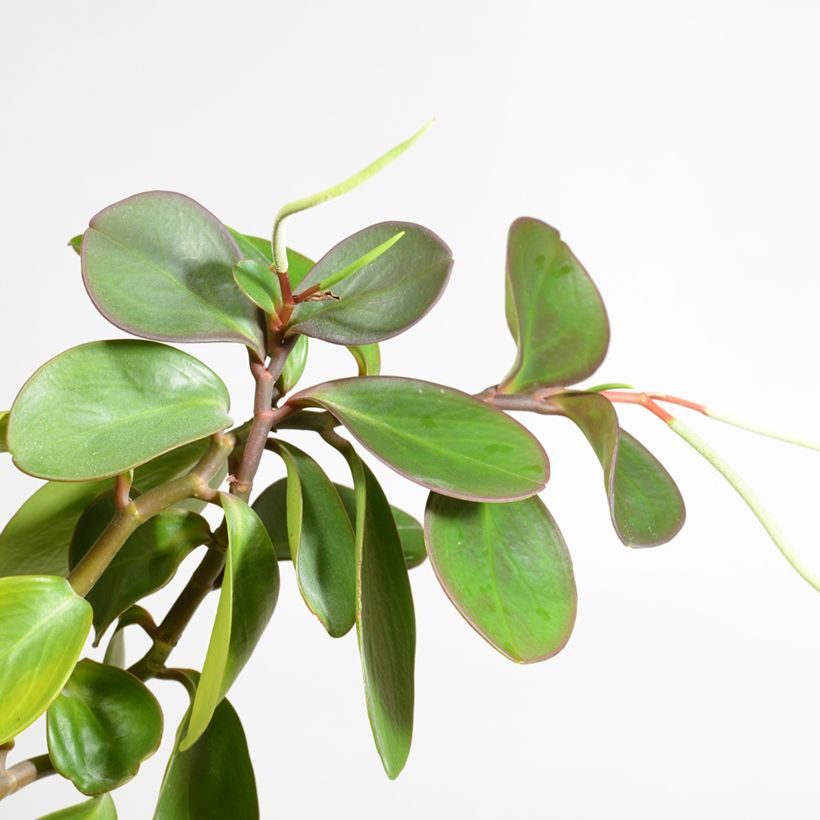 Peperomia obtusifolia Green - Baby rubber plant (Flowering)