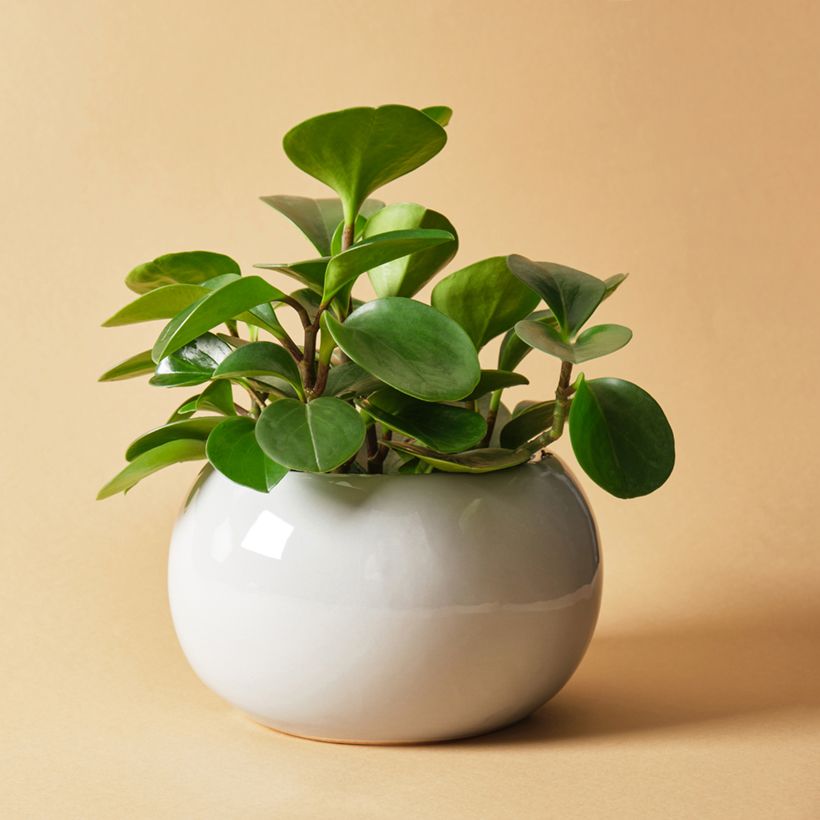 Peperomia obtusifolia Green - Baby rubber plant (Plant habit)