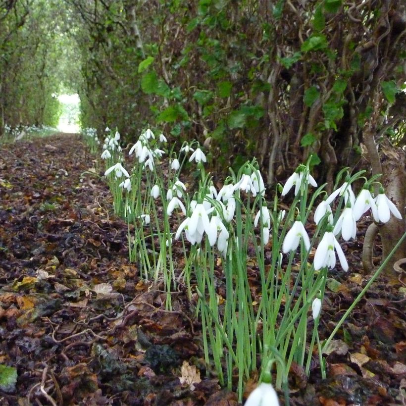 Galanthus reginae-olgae (Plant habit)