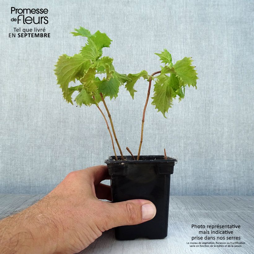 Perilla frutescens - Green Shiso (Tia To) 7/8 cm pot sample as delivered in summer