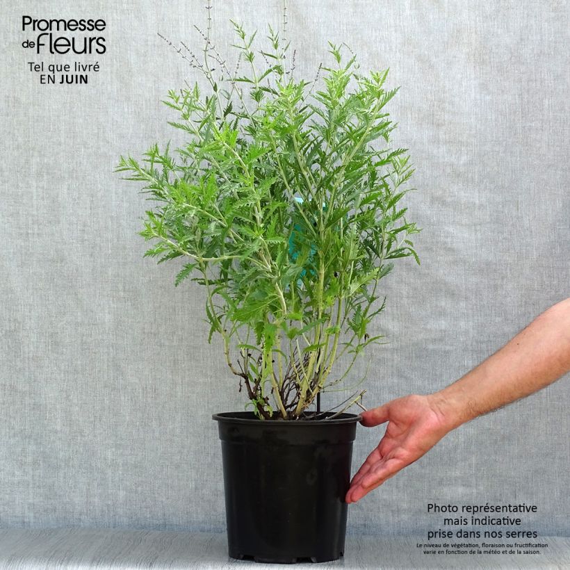 Perovskia atriplicifolia Blue Spire - Russian Sage 4L/5L pot sample as delivered in summer