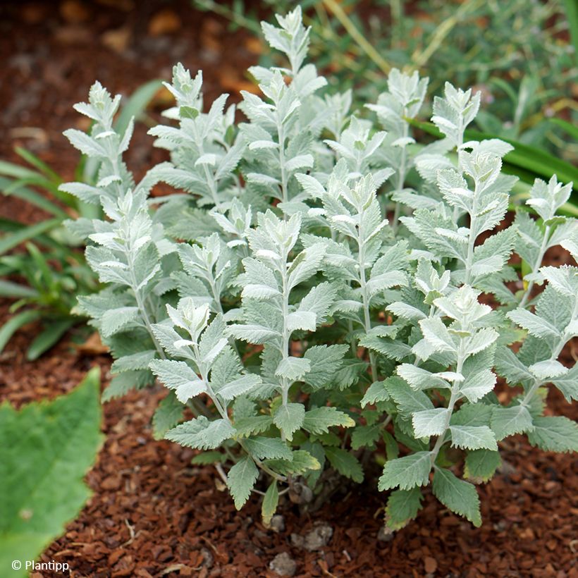 Perovskia  atriplicifolia Silvery Blue - Russian Sage (Plant habit)