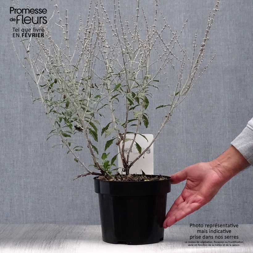 Perovskia Silvery Blue - Sauge d'Afghanistan pot de 4L/5L sample as delivered in autumn