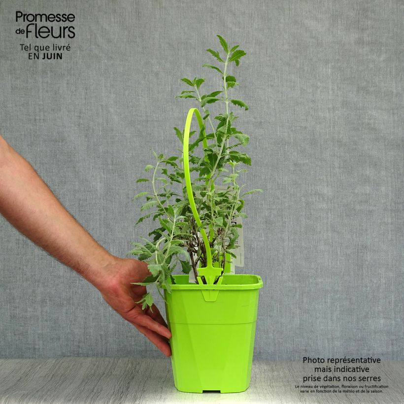 Perovskia  atriplicifolia Silvery Blue - Russian Sage 3L/4L pot sample as delivered in summer
