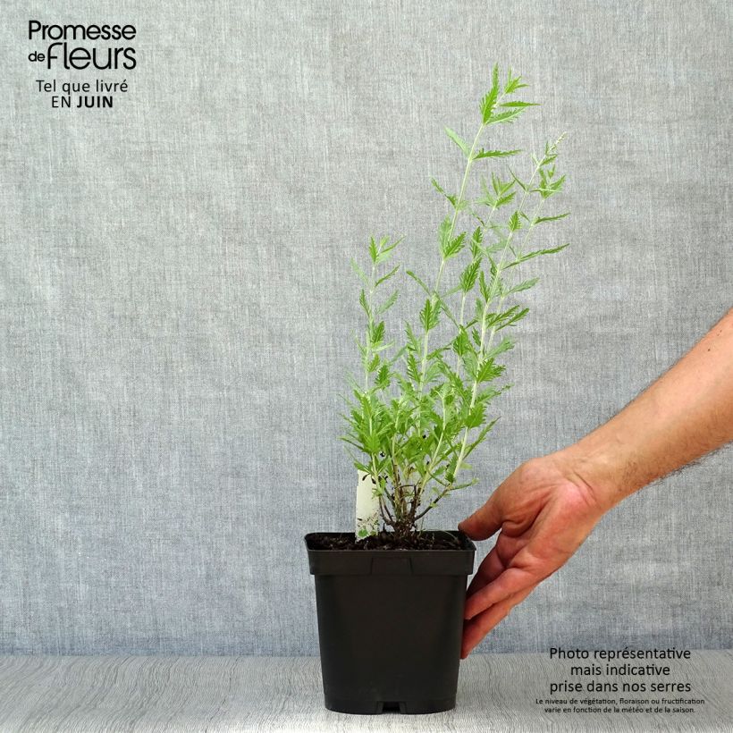 Perovskia atriplicifolia Blue Spire - Russian Sage 2L/3L pot sample as delivered in summer