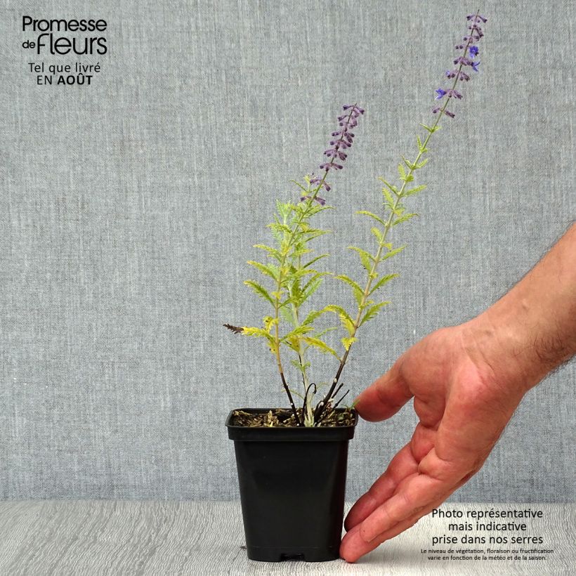 Example of Perovskia atriplicifolia Little Spire - Russian Sage as you get in ete