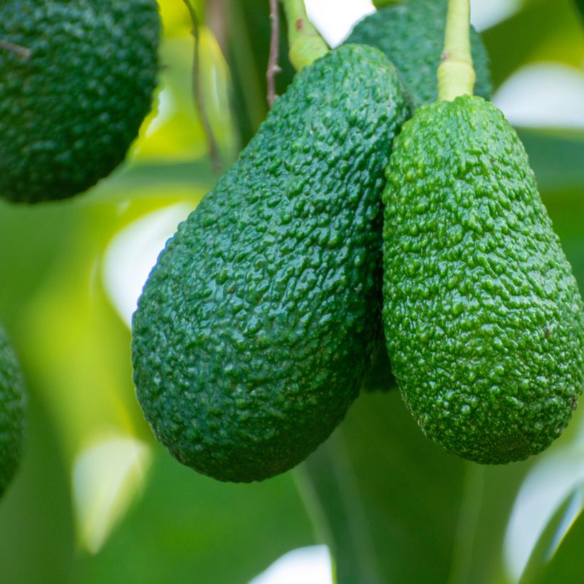 Avocado Tree Hass - Persea americana (Harvest)