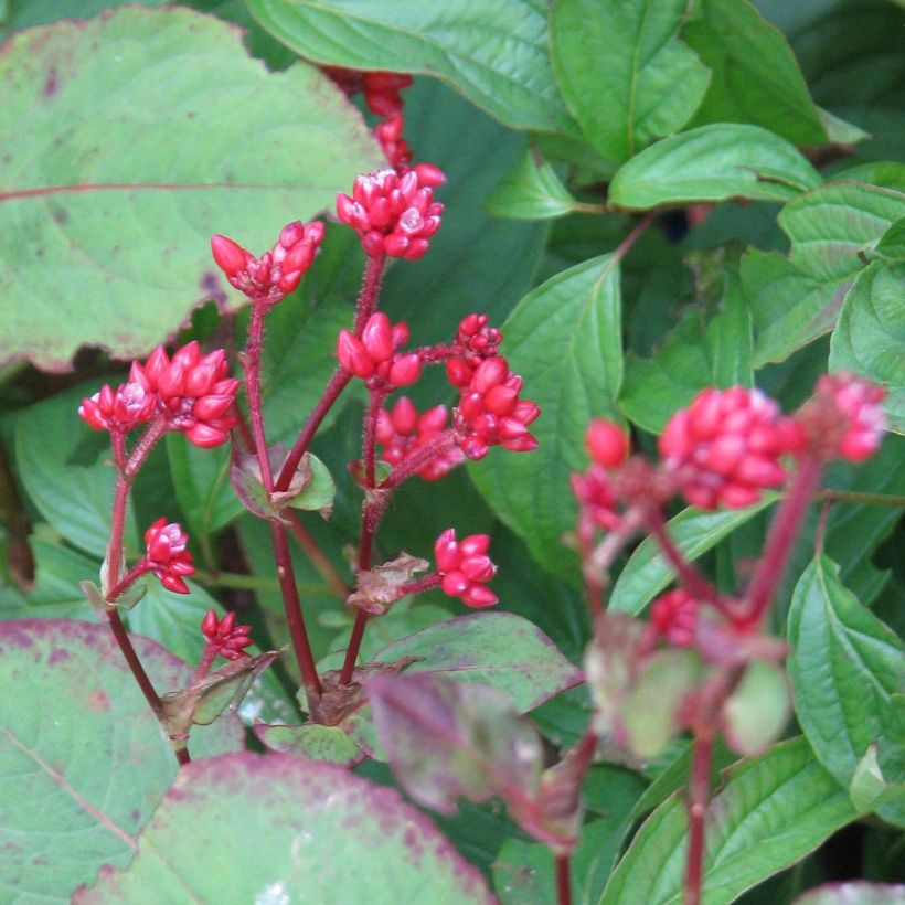 Persicaria Indian Summer - Knotweed (Flowering)