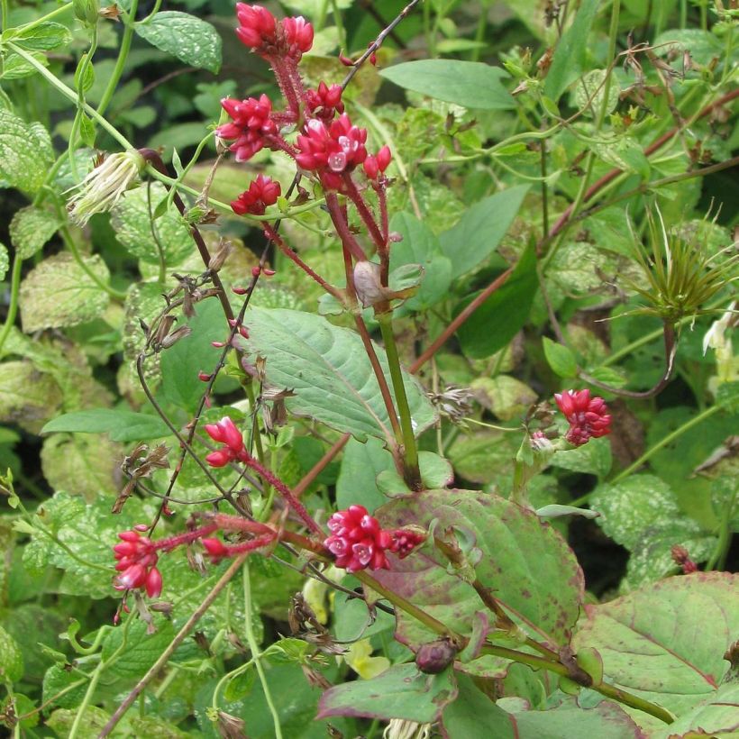 Persicaria Indian Summer - Knotweed (Plant habit)