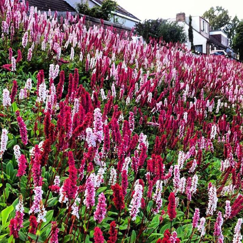 Persicaria affinis Darjeeling Red (Flowering)