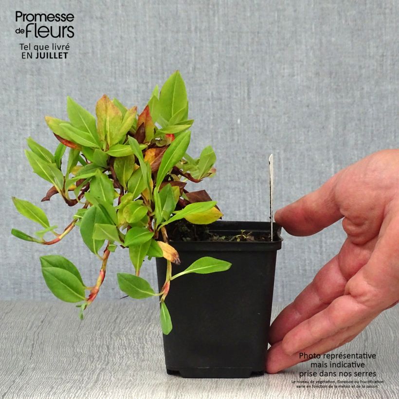 Persicaria affinis Superba 8/9 cm pot sample as delivered in summer