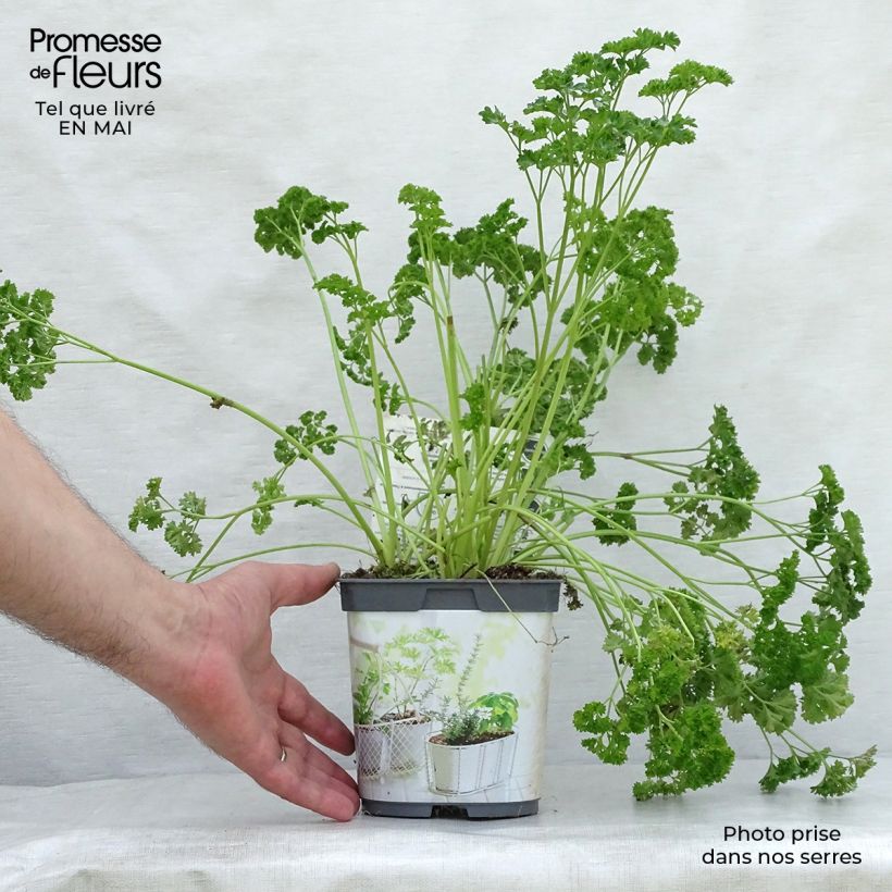Dark green curly parsley - organic plant sample as delivered in spring