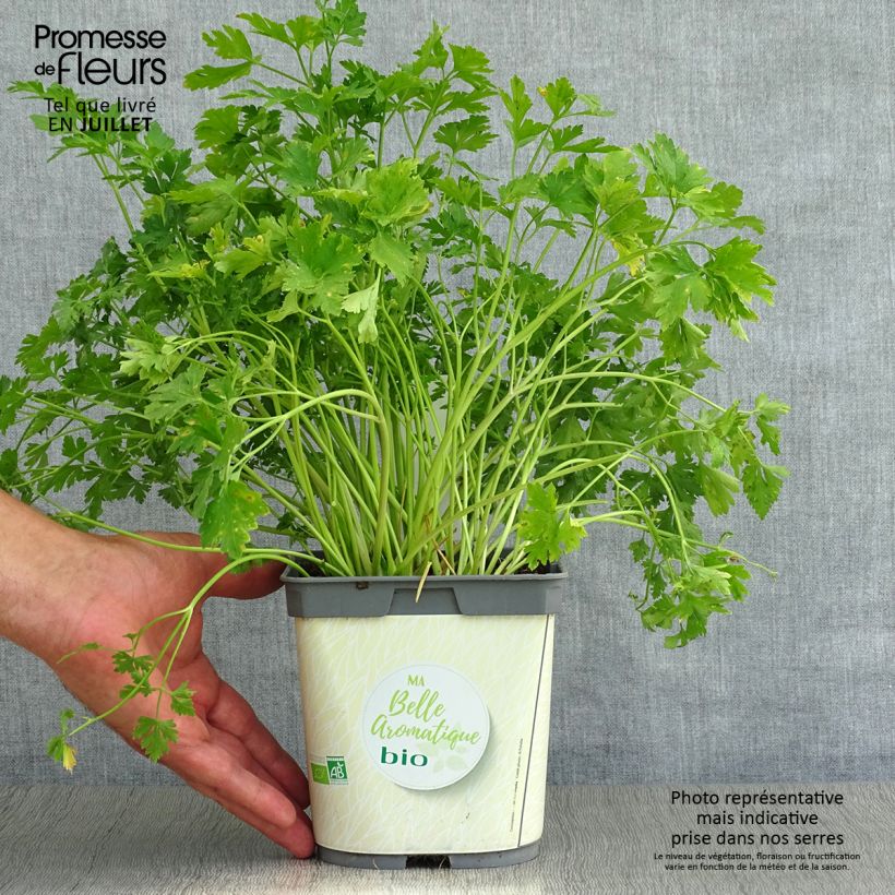 Géant d'Italie Parsley - Garden Parsley sample as delivered in summer