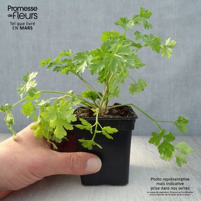 Organic Tuberous Parsley - Large-rooted Parsley in pot sample as delivered in spring