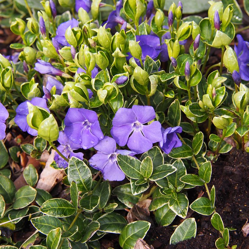 Vinca minor Ralph Shugert (Plant habit)