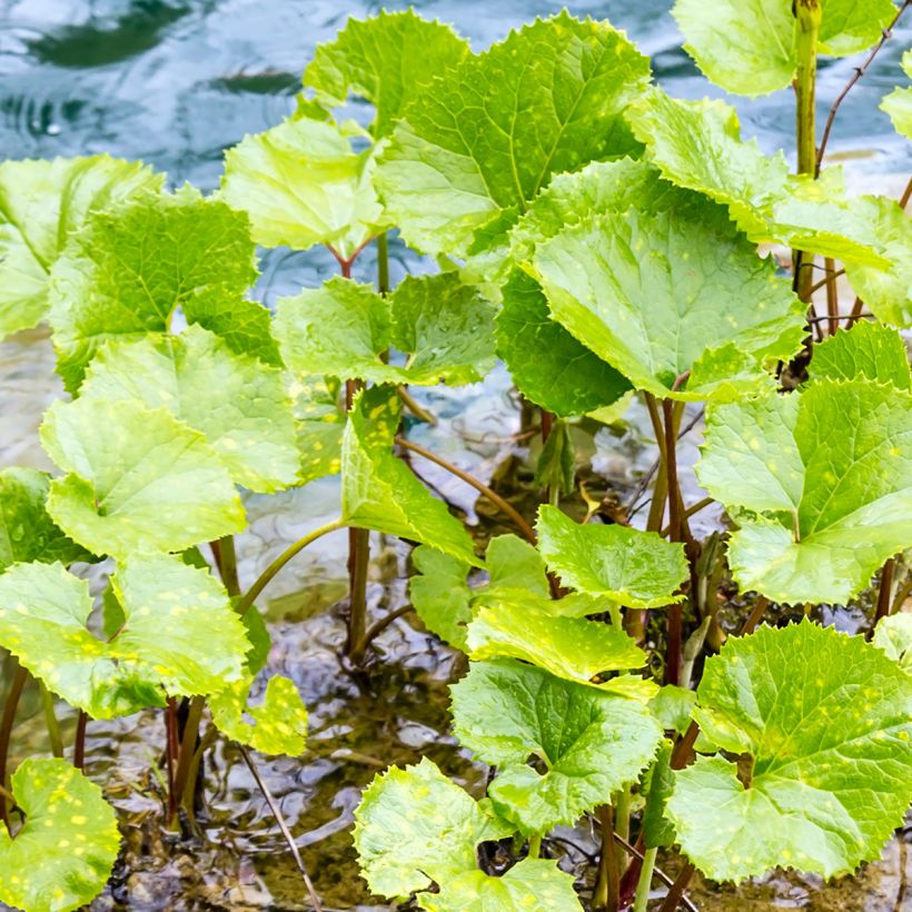 Petasites fragrans  (Foliage)