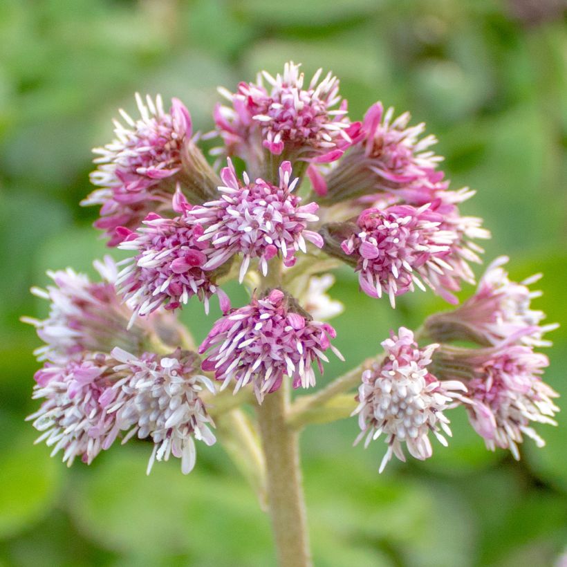 Petasites fragrans  (Flowering)