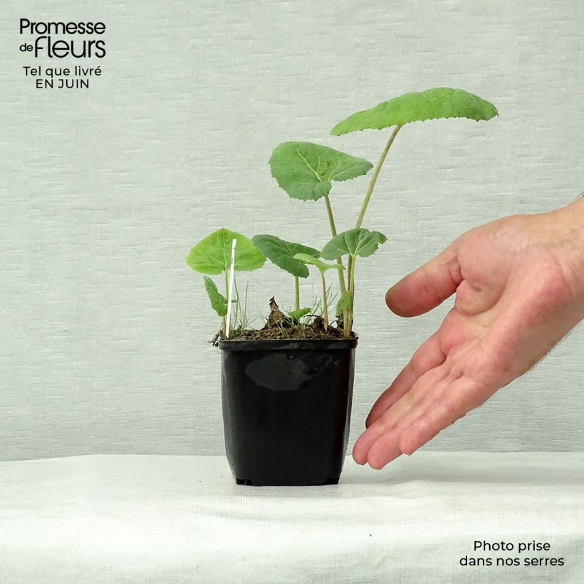 Petasites hybridus Godet de 9cm sample as delivered in summer