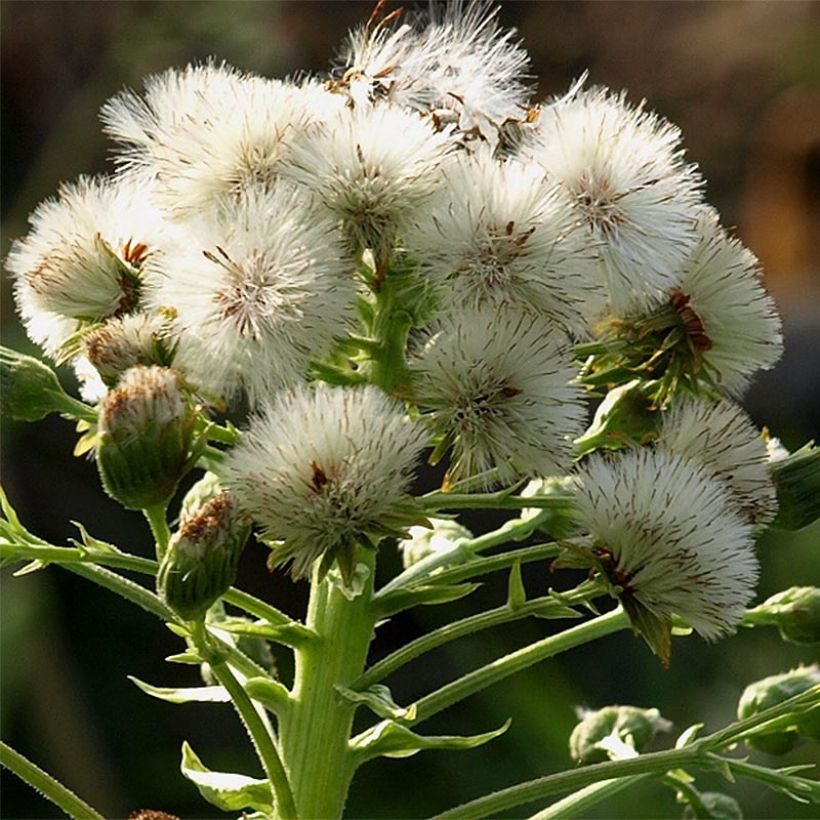 Petasites japonicus 'Giganteus' (Flowering)