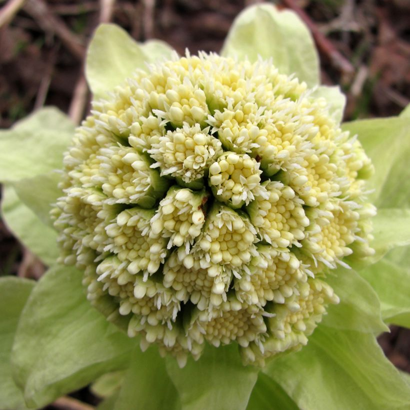 Petasites japonicus  (Flowering)