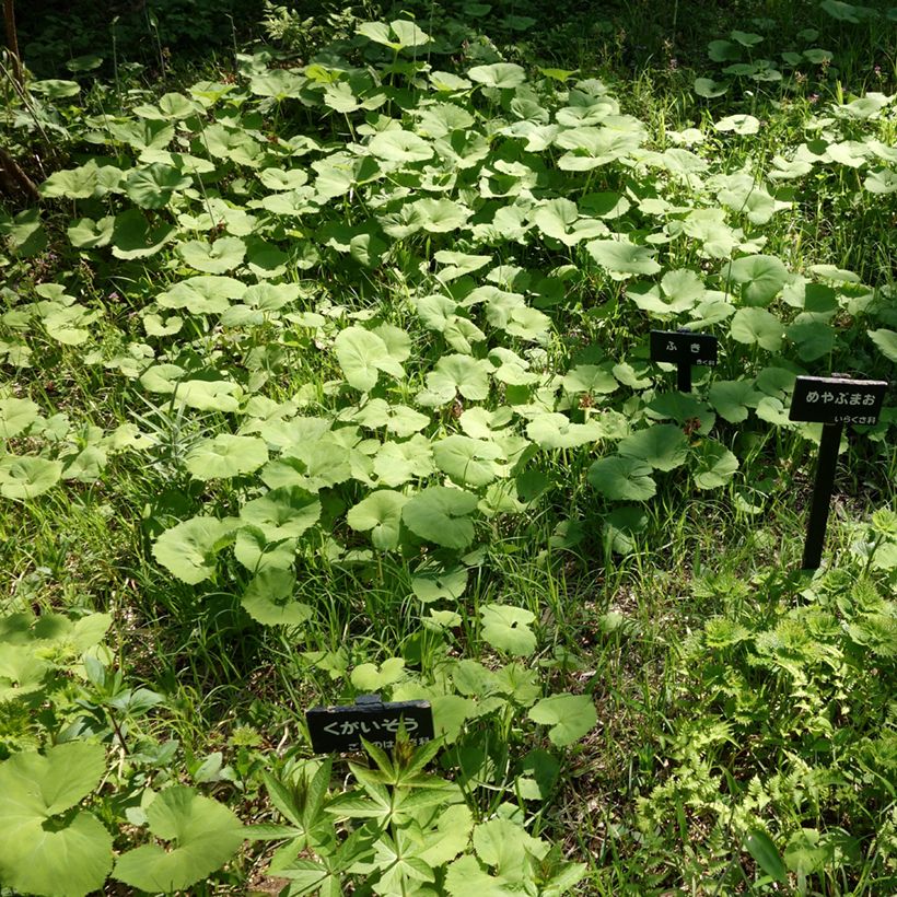Petasites japonicus  (Plant habit)