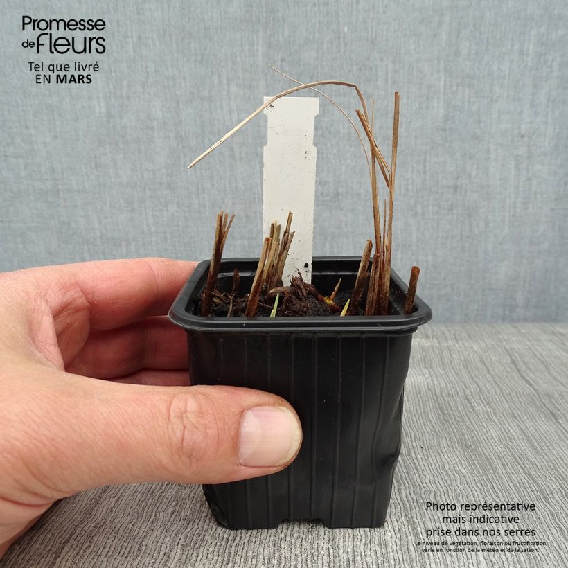 Petite massette - Typha minima Godet de 9cm sample as delivered in winter