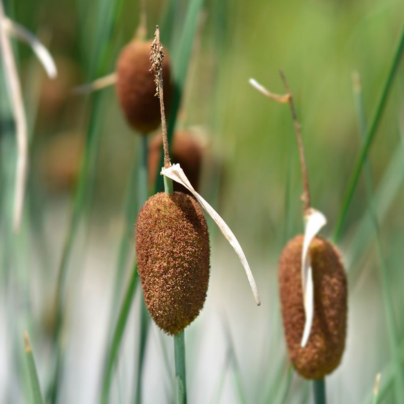 Typha minima  (Flowering)