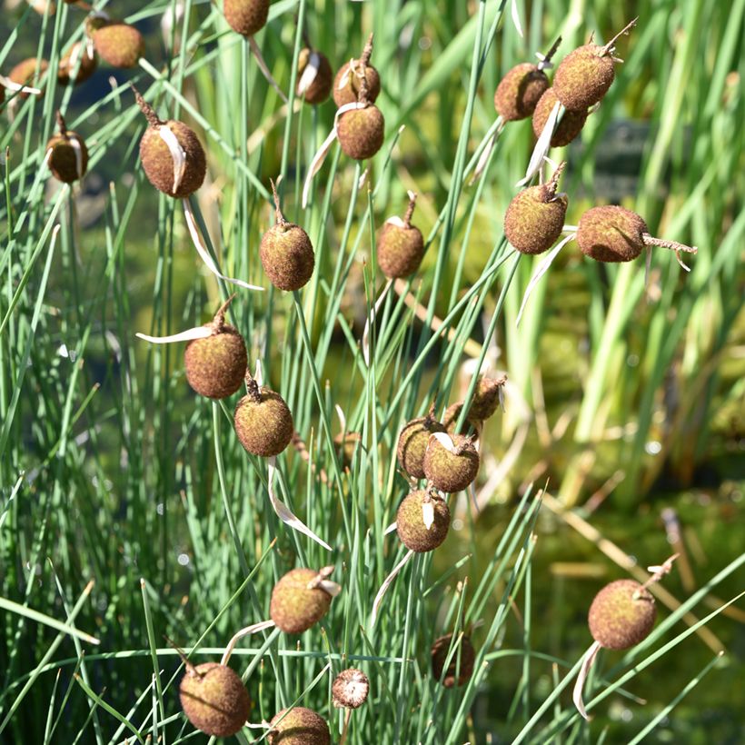 Typha minima  (Plant habit)