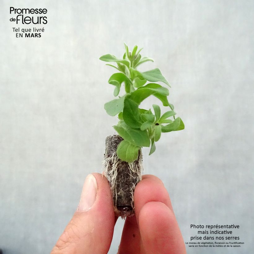 Petunia Amarena Twist sample as delivered in spring