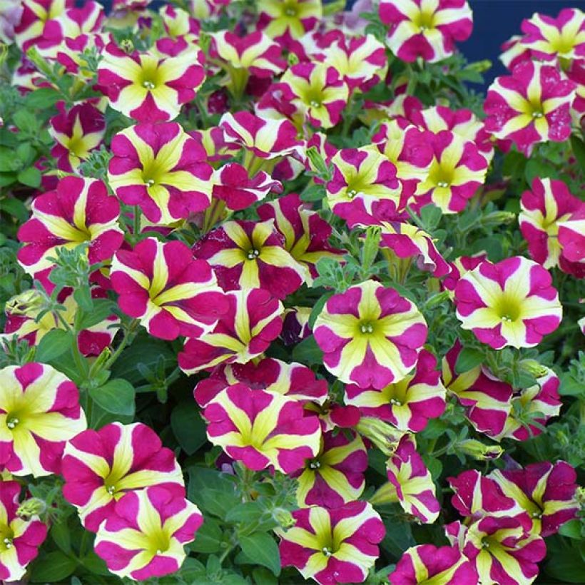 Petunia Amore Queen of Hearts (Flowering)