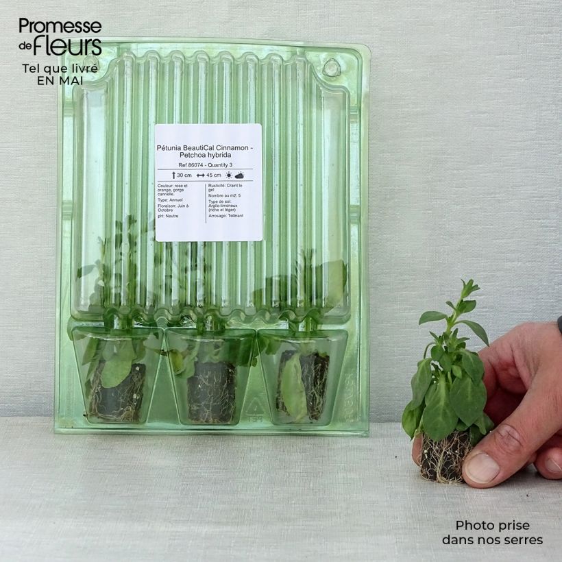 Petchoa hybrida BeautiCal Cinnamon Plug plant 3/4cm sample as delivered in spring