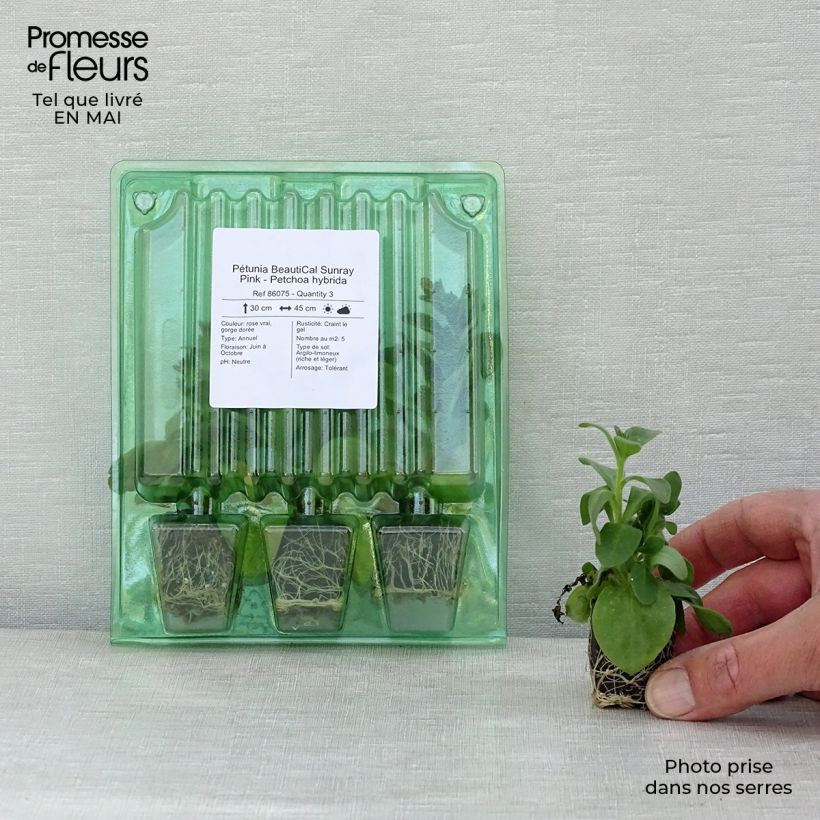 Petchoa hybrida BeautiCal Sunray Pink Plug plant 3/4cm sample as delivered in spring