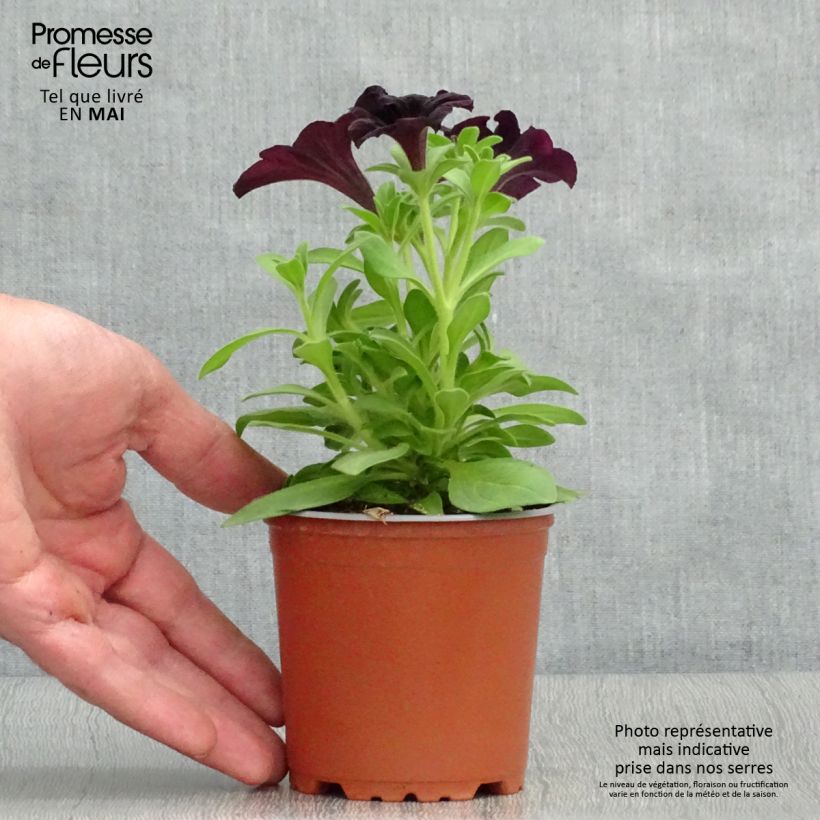 Petunia Black Ray sample as delivered in spring