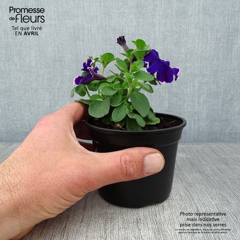Petunia Surfinia Blue Picotee 10cm/11cm pot sample as delivered in spring