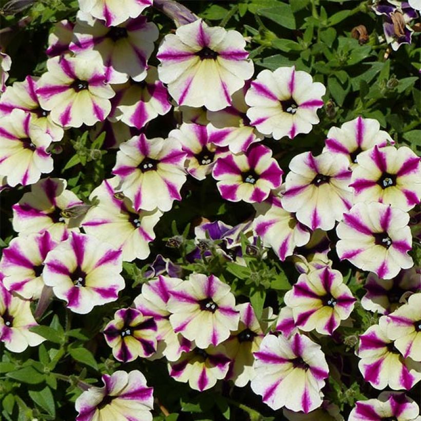 Petunia Dreamstar (Flowering)